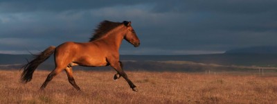 Equine Facilitated Human Development, Equine Facilitated Psychotraumatology, psychotherapist qualifications, equine therapy courses, equine assisted therapy training